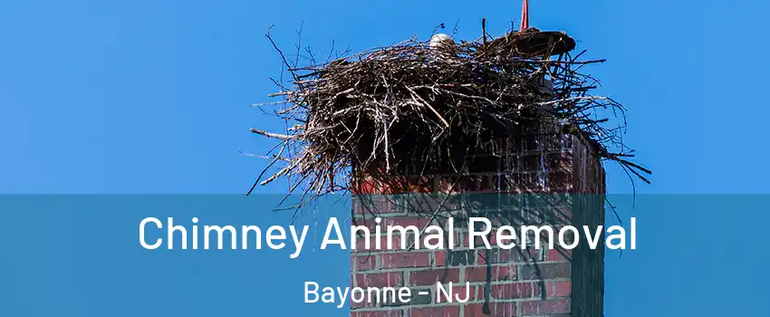  Chimney Animal Removal Bayonne - NJ