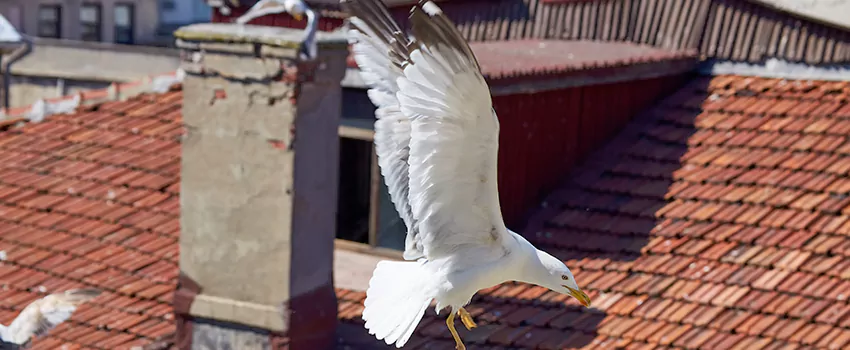 Residential Chimney Animal Removal Solution in Bayonne, NJ