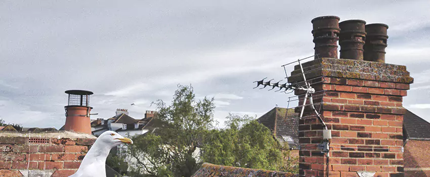 Chimney Cleaning And Restoration in Bayonne, New Jersey